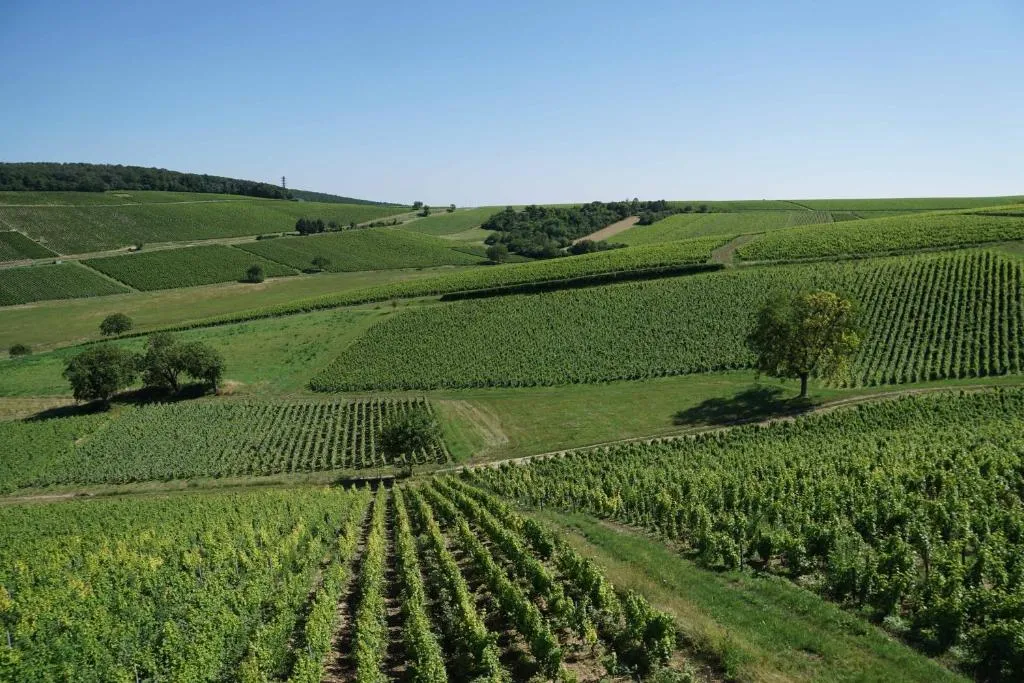 Les Vignes Sancerroises — image principale